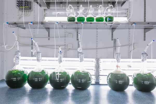 Klimatvänlig produktion genomsyrar AstaReals algodlingar