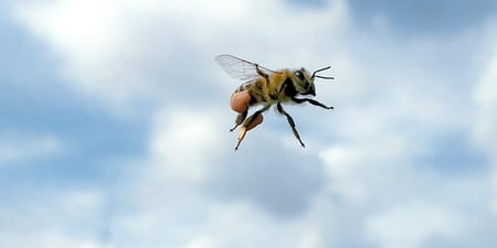 Mätbara mål viktiga för biologisk mångfald