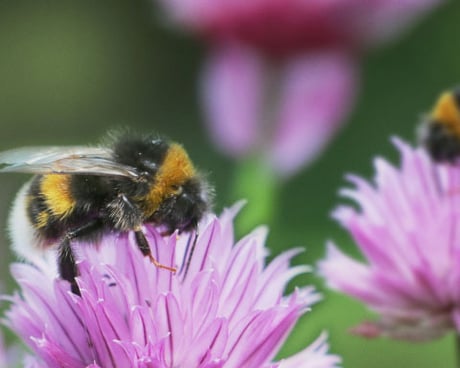 Biologisk mångfald - fossilfri inom en generation