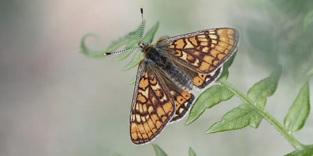 Nya sätt att mäta biologisk mångfald