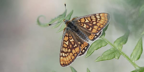 Nya sätt att mäta biologisk mångfald