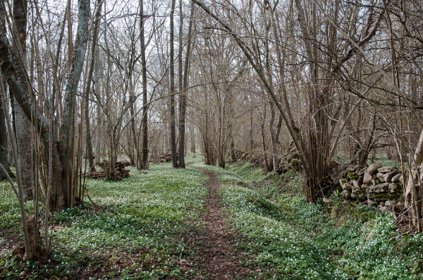 Medium Screen 72 DPI-Vattenfall_forest_footpath_spring_64263074 (2)-2-1