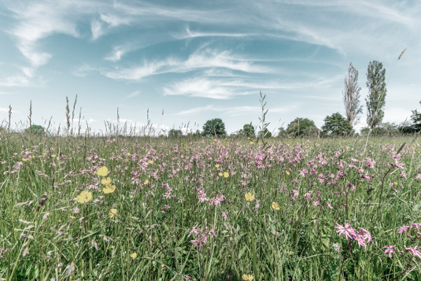 Medium Screen 72 DPI-Vattenfall_spring_meadow_269341176 (1)-1-1