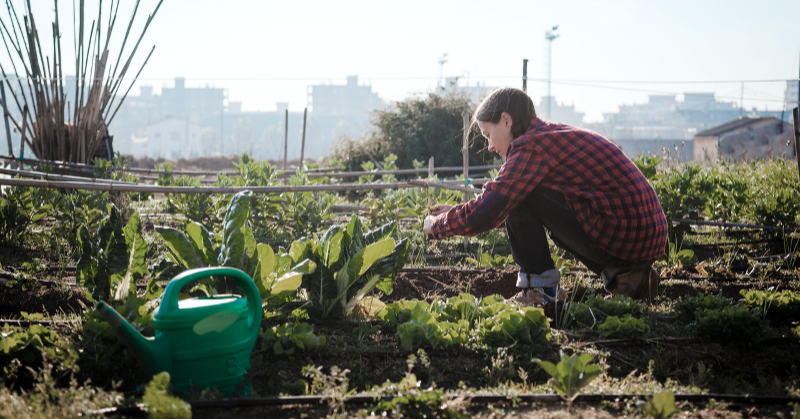 Medium Screen 72 DPI-Vattenfall_urban_gardening_317593303 (1)-1-1