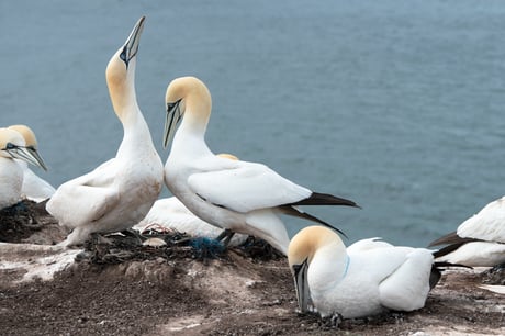 Bäst på biologisk mångfald – igen! | Vattenfall