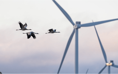 fåglar och vindkraft