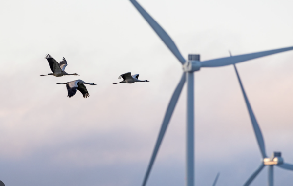 fåglar och vindkraft