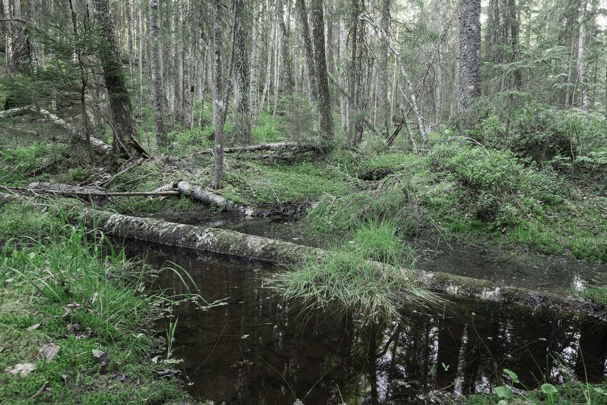 skognhb